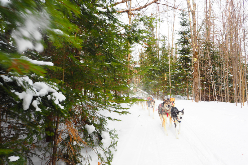 Illustration for article titled Where the Dogs Are: A Dogsledding Photo Diary